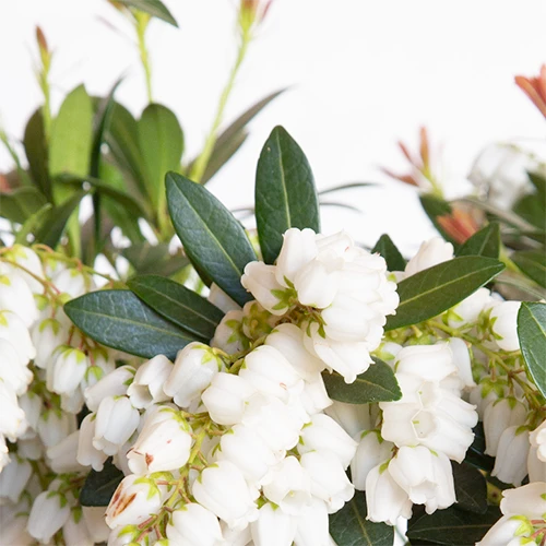 A close up square image of the white flowers of Pieris Mountain Snow.