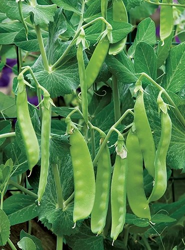 A close up horizontal image of ‘Oregon Sugar Pod II’ peas growing in the garden.