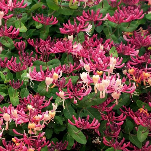 A square image of pink and white ‘Peaches and Cream’ honeysuckle flowers in full bloom.