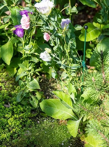 A close up of a peacock mini support ring in use in the garden to support plants that fall over.