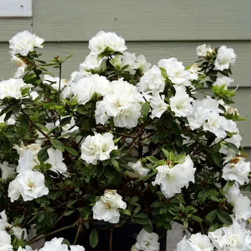 A square image of ‘Perfecto Mundo’ azaleas in full bloom with white flowers growing outside a residence.