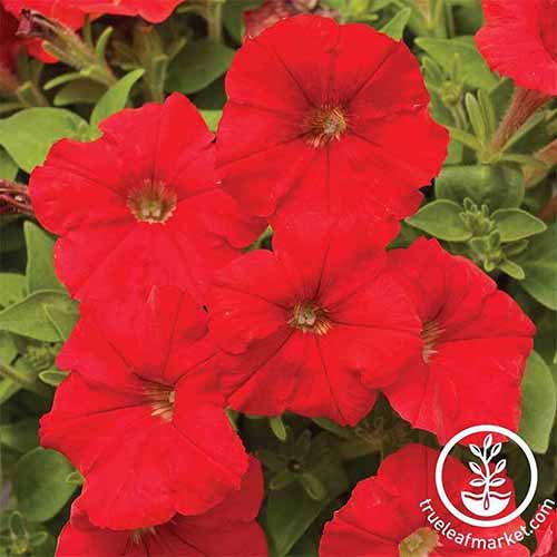 A close up square image of Picobella petunia flowers growing in the garden.