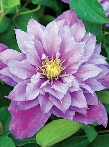 A close up of a Clematis ‘Piilu’ flower growing in the garden with foliage in soft focus in the background.