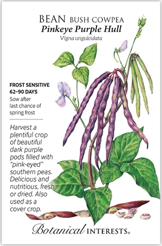 A close up of a packet of &lsquo;Pinkeye Purple Hull&rsquo; cowpea seeds with text to the left of the frame and a hand-drawn illustration to the right.