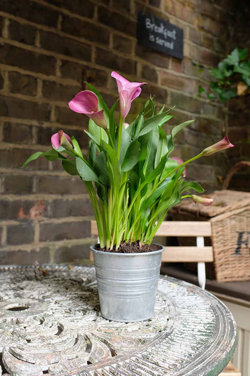 How to Grow Calla Lilies in Containers Gardener’s Path