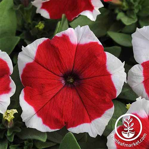 A close up square image of red and white Dreams flowers growing in the garden. To the bottom right of the frame is a white circular log with text.