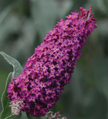 A close up square image of Buddleia &lsquo;Royal Red&rsquo; flowers growing in the garden pictured on a soft focus background.