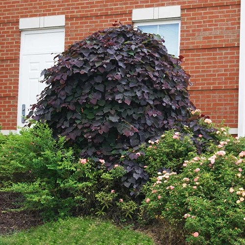 A square image of Cercis &lsquo;Ruby Falls&rsquo; with deep purple foliage growing in a garden border outside a brick residence.