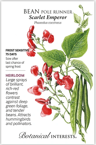 A close up of a packet of ‘Scarlet Emperor’ seeds with text to the left of the frame and a hand-drawn illustration to the right.