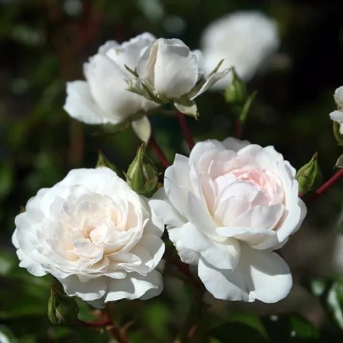 A close up of ‘Sea Foam’ flowers pictured in bright sunshine.