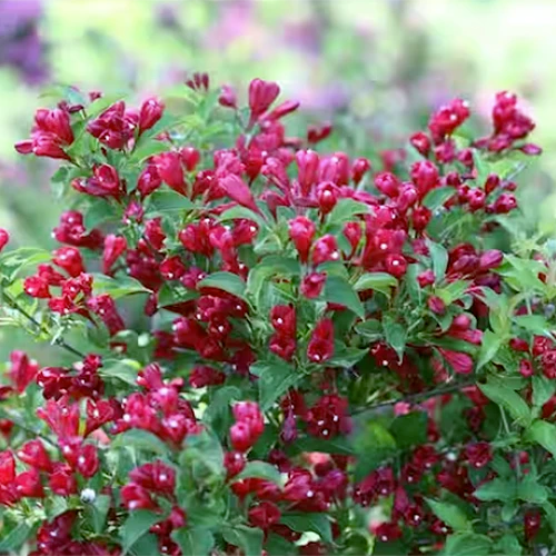 A square image of bright red ‘Sonic Bloom’ weigela flowers growing in the garden.