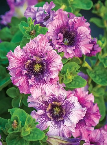 A close up of Spellbound petunia flowers growing in a hanging basket.