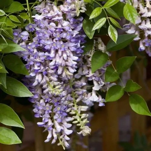A close up square image of ‘Summer Cascade’ wisteria flowers growing in the garden pictured on a soft focus background.