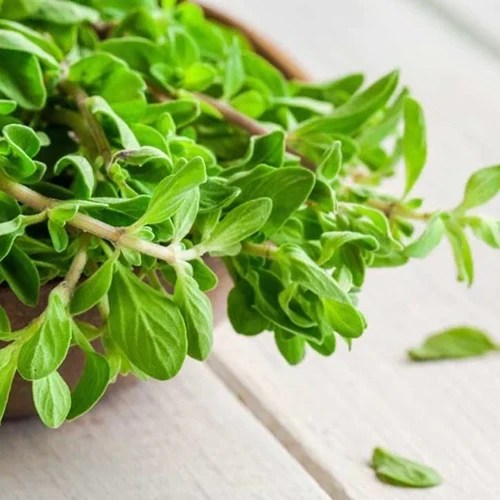 A close up of a bunch of freshly harvested sweet marjoram in a bowl set on a wooden surface.
