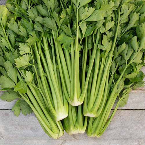A close up of freshly harvested &lsquo;Tango&rsquo; celery set on a wooden surface.