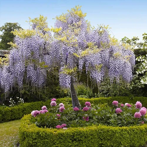 How to Grow and Care for Wisteria Gardener’s Path
