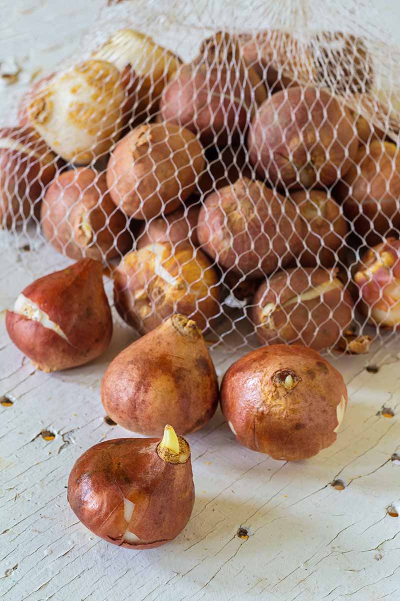 A close up vertical image of a mesh bag filled with tulip bulbs for storage, set on a white wooden surface.