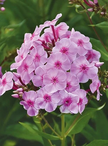 A close up vertical image of pink Phlox paniculata ‘Uptown Girl’ flowers pictured on a soft focus background.