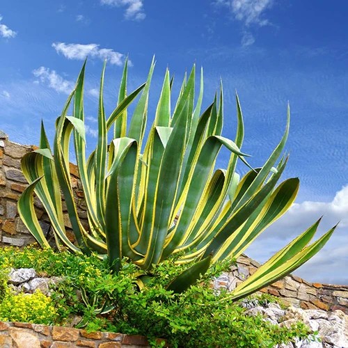 A close up vertical image of Agave americana &lsquo;Variegata&rsquo; growing in the garden pictured in light sunshine.