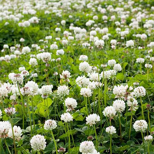 A square image of a field of white clover in bloom.