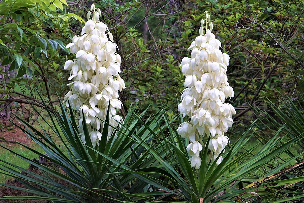 Reasons Why Your Yucca Isn’t Blooming Gardener's Path