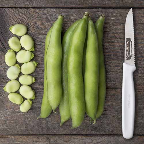A close up square image of pods and shelled &lsquo;Windsor&rsquo; fava beans set on a wooden surface with a knife.