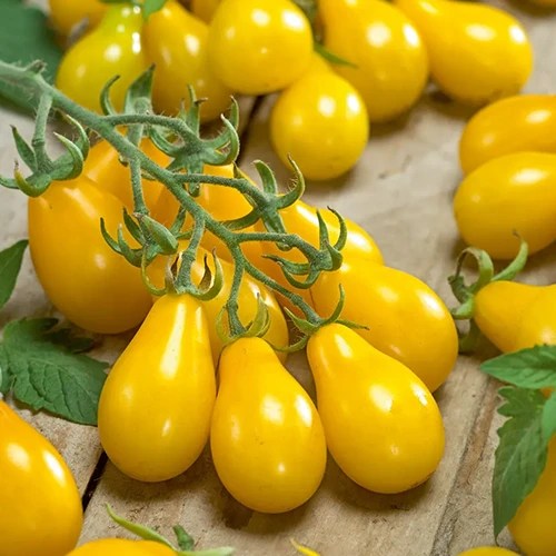 A close up of the &lsquo;Yellow Pear&rsquo; variety of cherry tomato, freshly harvested and set on a wooden surface.