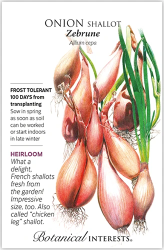 A close up of a packet of &lsquo;Zebrune&rsquo; shallot seeds with text to the left of the frame and a hand-drawn illustration to the right.