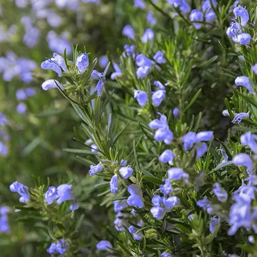 Close up of the &lsquo;Arp&rsquo; variety of Salvia rosmarinus with small blue flowers, on a soft focus background.