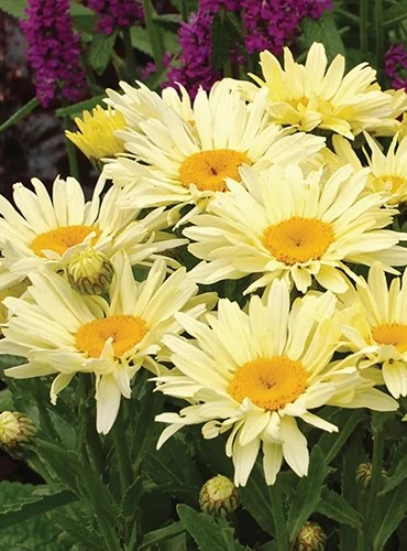 A close up square image of Leucanthemum x superbum ‘Banana Cream II’ growing in the garden.