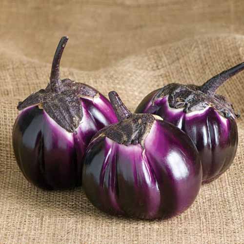 A close up square image of three &lsquo;Barbarella&rsquo; eggplants set on a jute fabric surface.