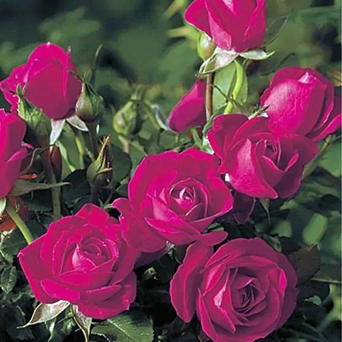 A close up square image of deep pink ‘Be My Baby’ flowers growing in the garden pictured on a soft focus background.
