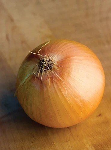A close up of a single ‘Big Daddy’ onion set on a wooden surface.