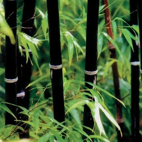How to Grow and Care for Bamboo Plants Gardener’s Path