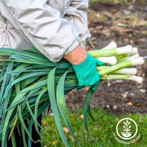 A square image of a gardener carrying freshly harvested ‘Carantan’ leeks.
