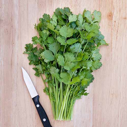 A square image of a freshly picked bunch of ‘Caribe’ cilantro set on a wooden surface with a knife to the left of the frame.