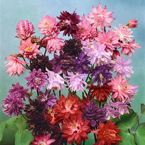 A square image of columbine flowers arranged in a bouquet.