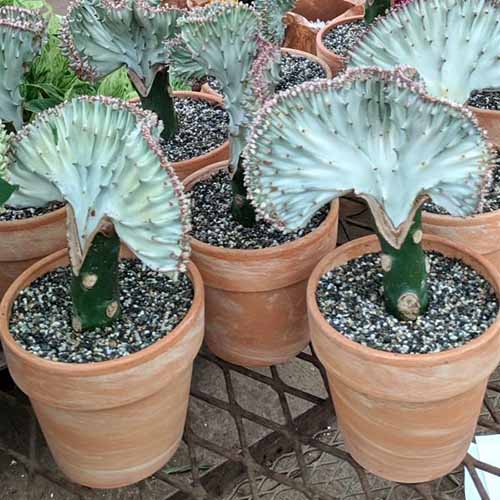 A square image of crested cactus plants growing in small terra cotta pots.