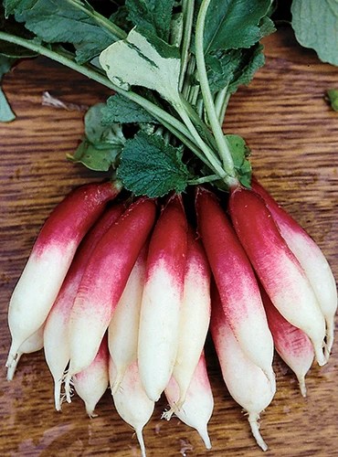 A close up of a bunch of ‘Fire ‘N’ Ice’ radishes set on a wooden surface.