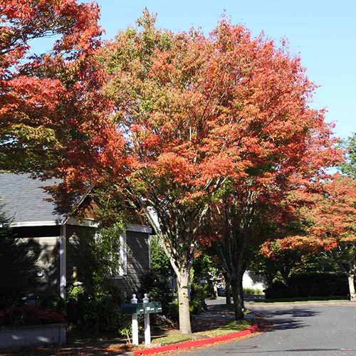 How to Grow and Care for Japanese Zelkova Trees