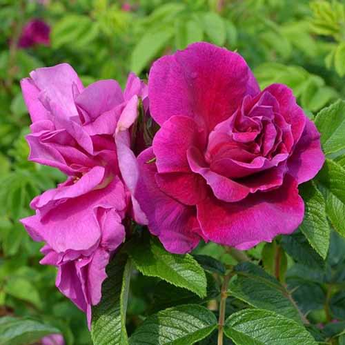 How to Grow and Care for Rugosa Roses Gardener’s Path