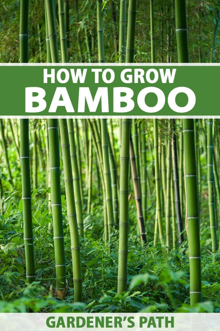 How to Grow and Care for Bamboo Plants Gardener’s Path