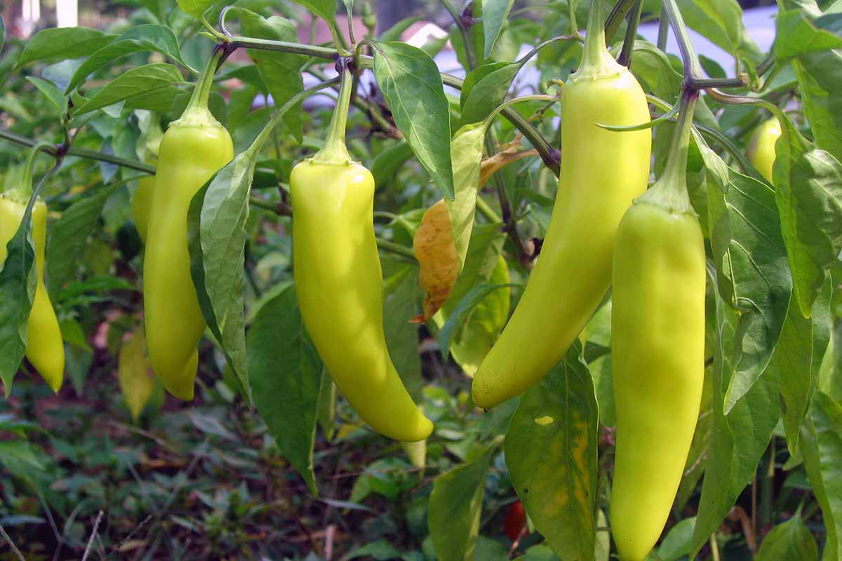 Tips for Growing Banana Peppers Gardener’s Path