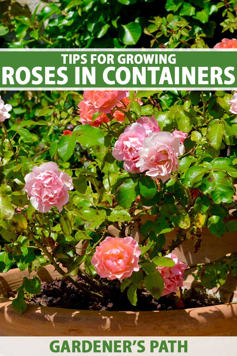 How to Grow Roses in Containers Gardener’s Path
