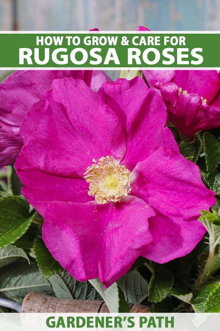 How to Grow and Care for Rugosa Roses Gardener’s Path