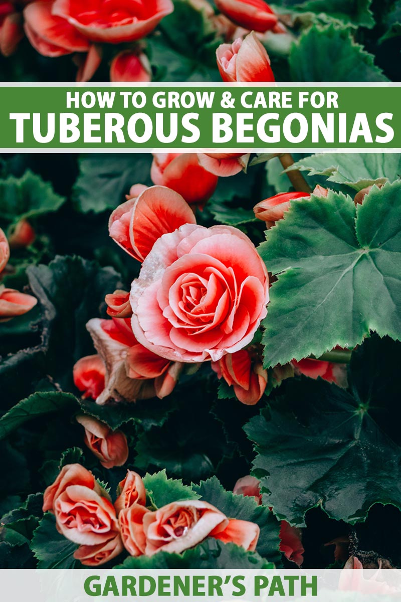 How to Grow and Care for Tuberous Begonias Gardener’s Path