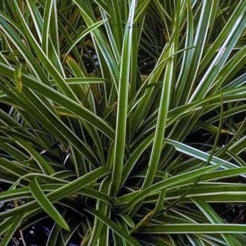 A square image of the variegated foliage of ‘Ice Dance’ sedge growing in the garden.