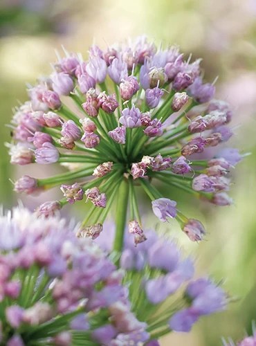 A close up of ‘In Orbit’ ornamental flowering alliums growing in the garden pictured on a soft focus background.
