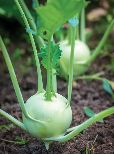 A close up vertical image of ‘Konan’ kohlrabi growing in the garden.