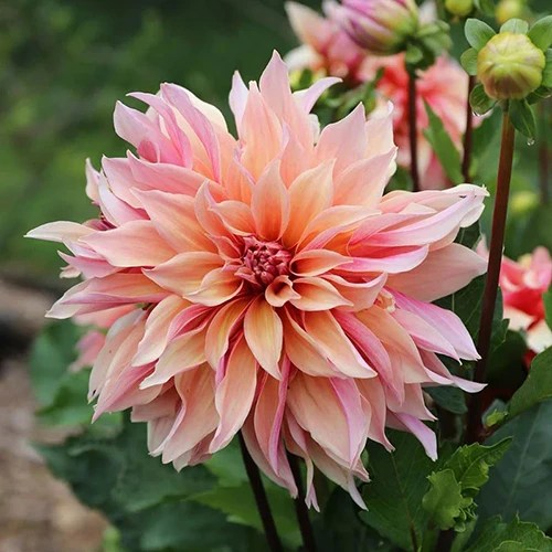 A close up of a single &lsquo;Labyrinth&rsquo; dahlia flower growing in the garden pictured on a soft focus background.